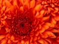 /album/galeria-de-fotos-nossa-area-/chrysanthemum-jpg/
